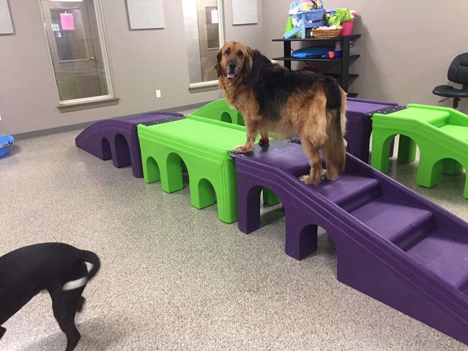 Dog Boarding Activities